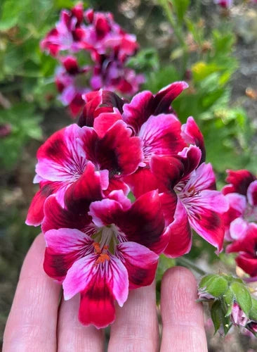 Pelargonium Fancy Regal Geranium 6" Live Plant Cutting Pink Burgundy Stripe - Compact & Vibrant