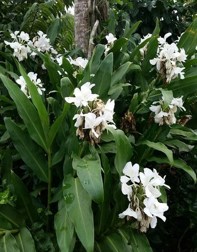 Hedychium Coronarium Rhizomes - 2 White Butterfly Ginger Plants for Tropical Gardens