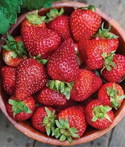 Seascape Strawberry Plants - Lot of 25 Day Neutral Fragaria x ananassa - Heat-Tolerant, Disease Resistant