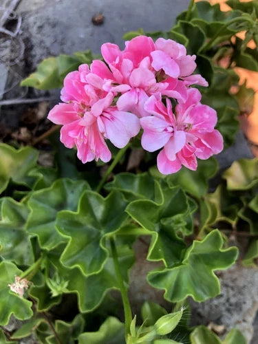 Rare Pink Rosette Pelargonium Ivy Geranium Live Plant Cutting - 6" Pink Bloom, Trailing, Pelargonium peltatum