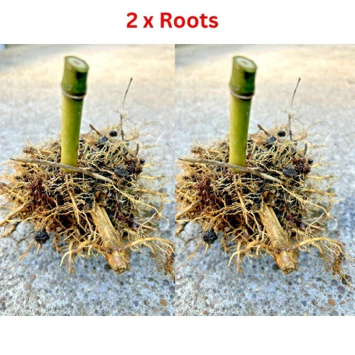 Live Seabreeze Bamboo Roots - 2 Rhizomes Approx 5 in Tall for Privacy Screening & Landscaping