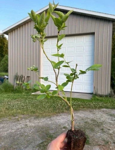 Blueberry Plants Rooted Cuttings 5 Pack - Elliott, Blue Jay, Jersey, Draper Varieties