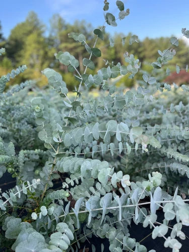 Eucalyptus Cinerea Silver Dollar Tree Plug - Healthy Starter Plant for Garden and Patio
