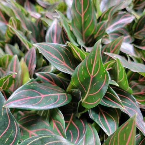 Aglaonema Tiger Live Plant in 3-Inch Pot | Rare Air Purifying Houseplant | Easy Care Tropical Foliage | Aglaonema commutatum
