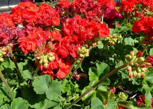 Geranium Cuttings 5x6" Pelargonium hortorum Big Red Fragrant Flowering Plant for Garden, Container, Border