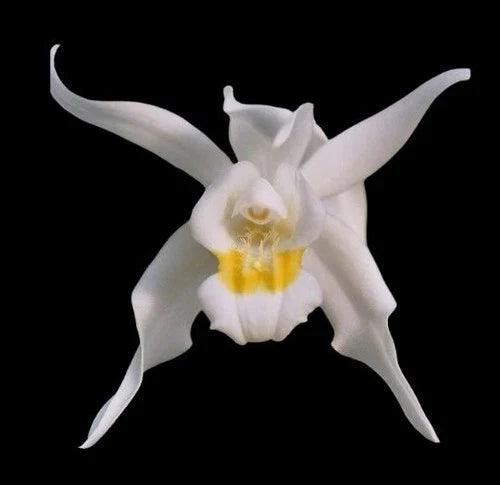 Coelogyne mossiae Orchid Plant Bare Root 5-inch Pot Multi-Growth Epiphytic Orchid