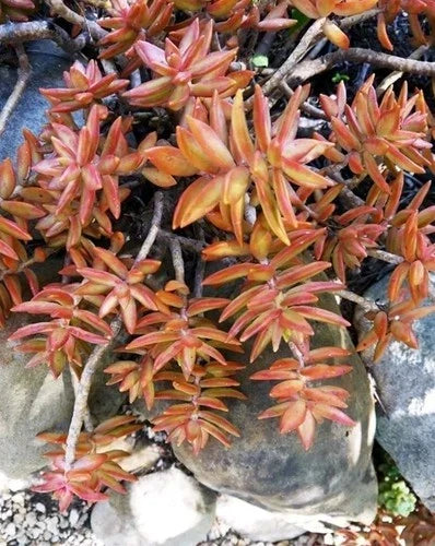 Coppertone Sedum Succulent - 5-7" Rooted Live Plant - Sedum Adolphi Bare Root Stonecrop