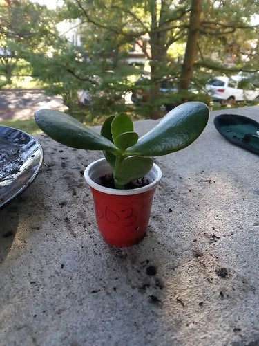 Succulent Jade Plant 2" Cup Crassula ovata Rooted Starter Fast Growing Houseplant