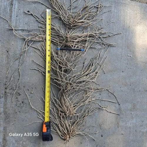 Extra Large 3rd Year Mary Washington Asparagus Roots - 10 Pack for Home Gardens