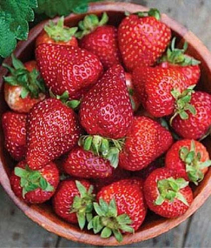 Seascape Strawberry Plants Lot of 25 - Day Neutral, Heat-Tolerant, Disease-Resistant Fragaria x ananassa