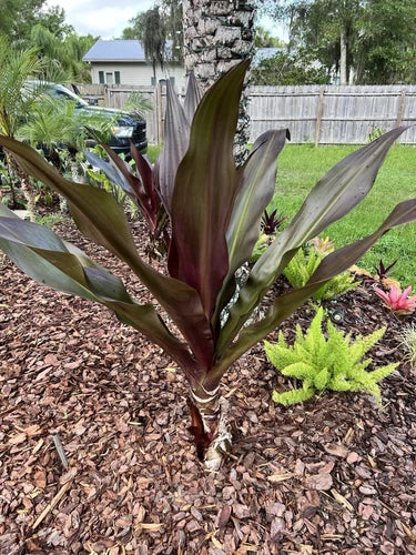 2 Bare Root Queen Emma Purple Crinum Lily Plants - Vibrant Purple Blooms, 6-8" Long