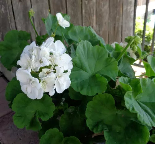 Double White Pelargonium Zonal Geranium Cuttings 3 Pack – Live 6" Starter Plants Pelargonium x hortorum