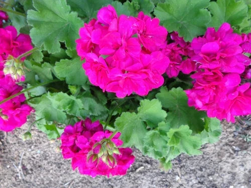 Magenta Geranium Live Plant Cuttings | 3x6" Pelargonium Starter | Bright Fragrant Blooms | Drought-Tolerant, Easy Care
