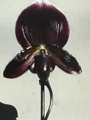 Orchid Plant Paph Magic Cherry x Voodoo Magic x M Cherry x Hsin Rain - 2" Bud, Bare Root for Pro Growers