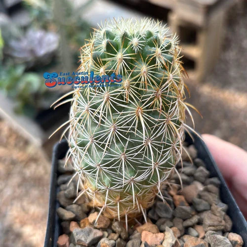 Live Rooted Coryphantha Recurvata Cactus - 3.25" Container - Drought-Tolerant Desert Plant