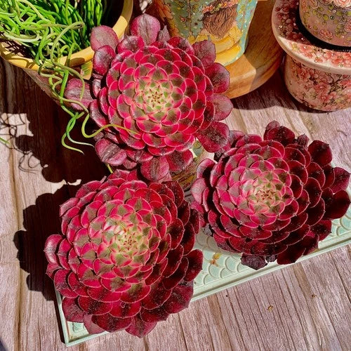 Live Succulent Plant Set - Aeonium 'Red Copper Variegated' - Rare Colorful Succulent Options