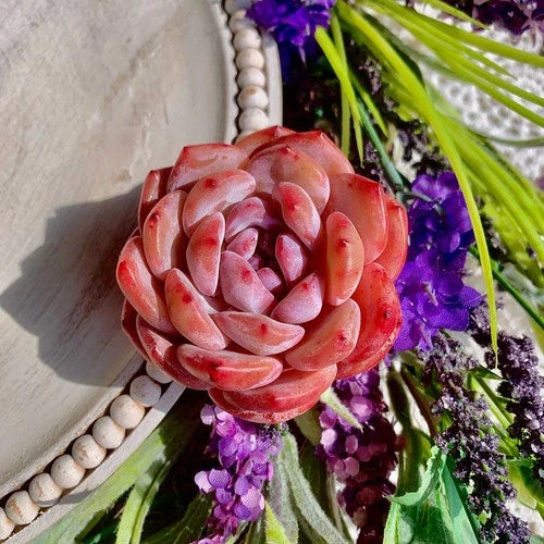 Echeveria Orange Monroe Succulent Plant - Bare Root Live Plant - Colorful Peach Pink Rosette - Easy Care Indoor Outdoor