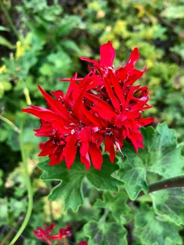 Pelargonium Geranium Live Plant Cutting – Red Spiky Bloom Clusters – Rare 6" Garden Plant