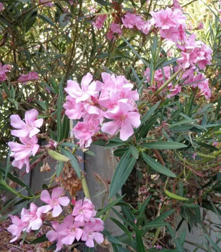 Pink Oleander Plant Cuttings - 7-Inch Live Nerium Oleander Propagation Stems with Vibrant Pink Flowers