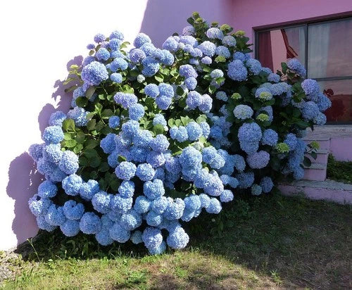 Blue Hydrangea Shrubs 2-Pack | Reblooming Hydrangea macrophylla, Hardy Zones 4-9
