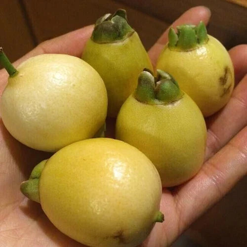 Poma Rosa Live Plant - Syzygium jambos Rose Apple Seedling for Home Gardening