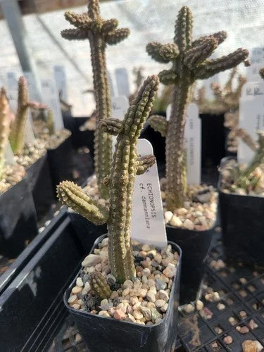 Echidnopsis cf. dammanniana Cactus Succulent - 2" Pot Bare Root Unique Desert Plant