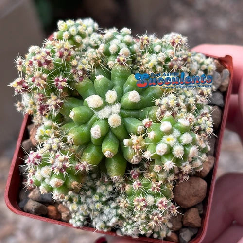 Live Rooted Golden Barrel Cactus - Echinocactus grusonii monstrose - Unique Variegated Indoor Garden Plant