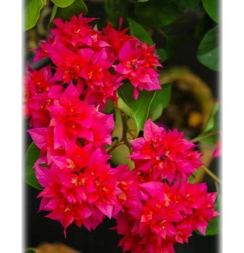 Double Red Bougainvillea Starter Plant Live Plug - Bougainvillea glabra, Vibrant Bloom, Well-Rooted, Easy Care, USA Shipping