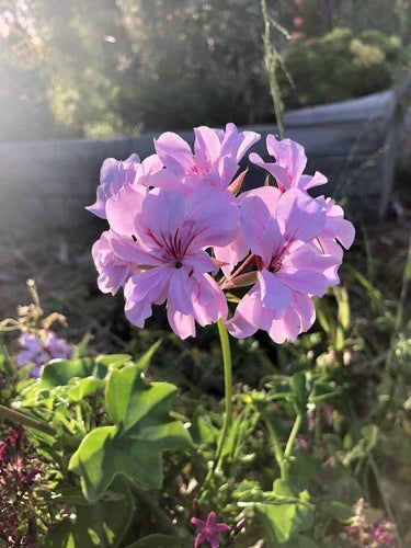 Lavender Pelargonium Peltatum Trailing Ivy Geranium Live Plant 3x6" Cuttings for Hanging Baskets