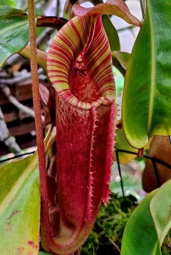 Nepenthes veitchii Big Mama x Redonkulas CAR-0152 Rooted Carnivorous Plant Cutting in LFS Orchid Bark Mix