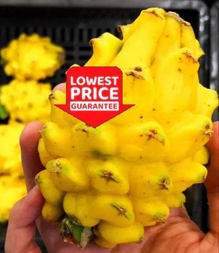 Yellow Dragon Fruit Live Plant - 2 Rooted Hylocereus megalanthus Cuttings, Greenhouse Grown