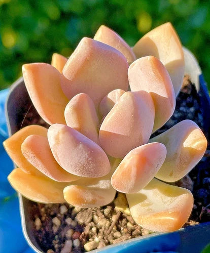 Rare Graptophytum Supreme Succulent Baby Plant 1.5-Inch - Orange-Pink Stress Color