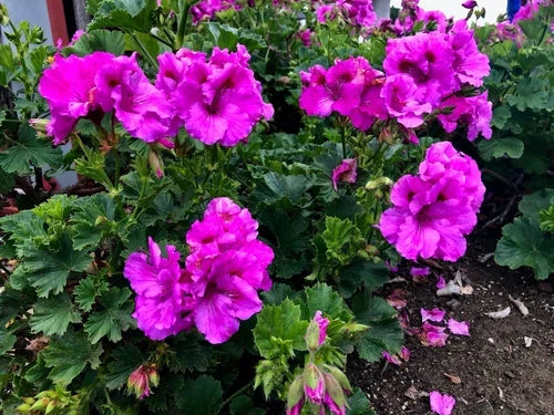 Purple Pelargonium Regal Geranium Live Plant Cuttings – 3 Pack, Lavender Purple, Bushy, Pelargonium x domesticum