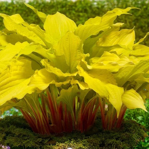 Hosta Lipstick Blonde Plant Roots - Yellow Foliage & Lavender Flowers - 3 Bare Roots - Zones 3-9