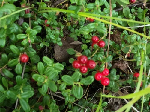 Lingonberry Rhizomes - 4 Live Bare Root Vaccinium vitis-idaea for Acidic Soil, Hardy in Zones 3-9