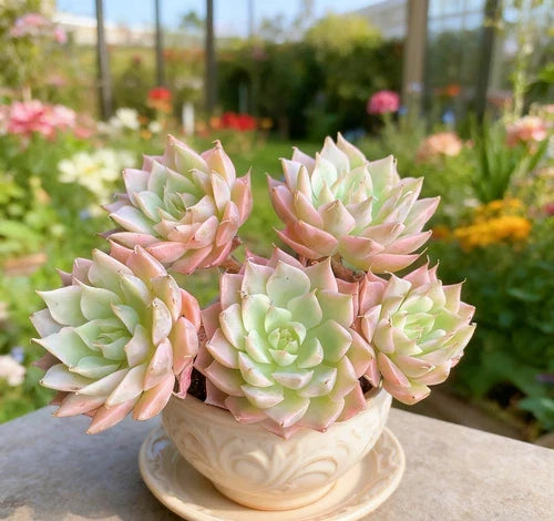 Echeveria 'Margaret' Succulent Plant - Small Bare Root Easy Care Live Plant for Home Decor