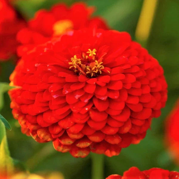 Cherry Queen Red Zinnia Seeds | Giant Scarlet Flower Seeds | Pollinator-Friendly | Zinnia elegans Annual