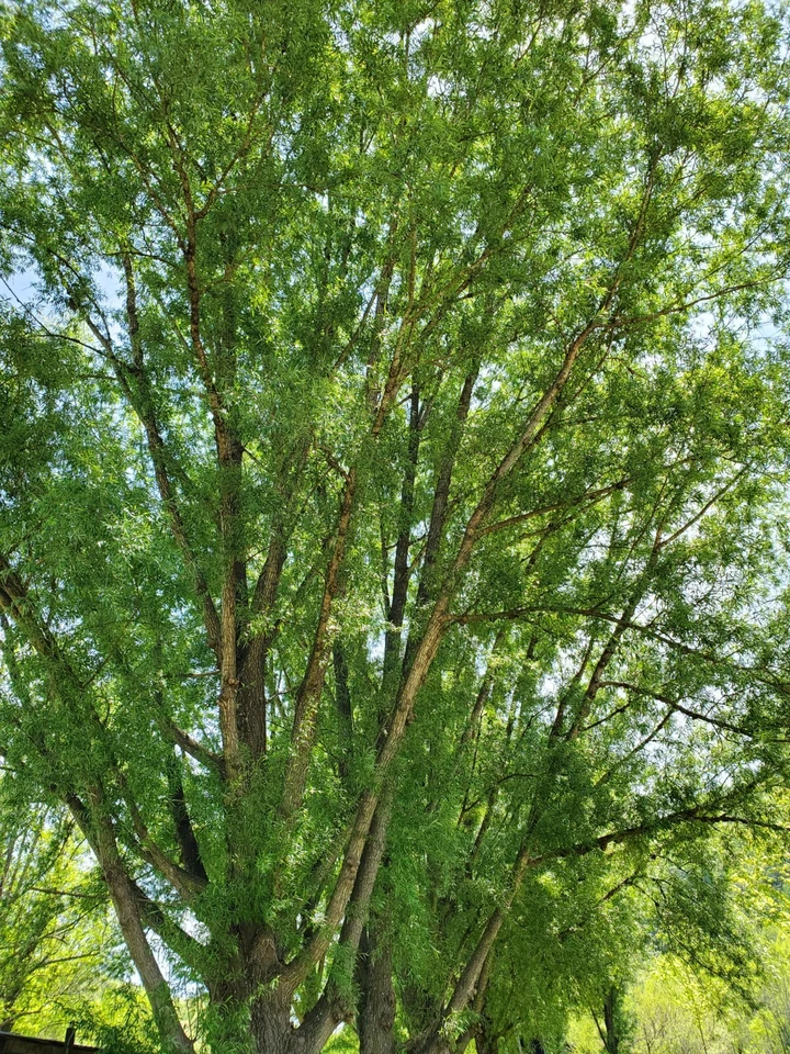 Austree Hybrid Willow Cuttings - 25 Large 18" Cuttings for Fast Growing Privacy Trees & Living Fences
