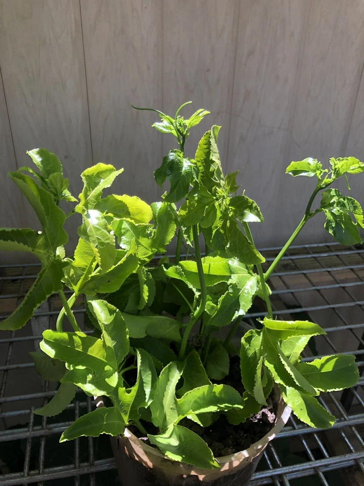 Passion Fruit Vine Cuttings – 5 Unrooted Passiflora edulis Stem Clippings for Planting & Propagation