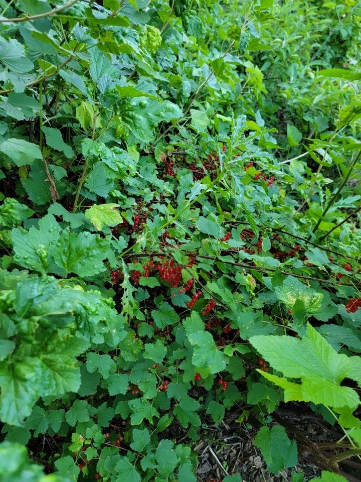 Red Lake Currant Live Cuttings – 10 Ribes rubrum ‘Red Lake’ Fruit Bush Propagation Sticks