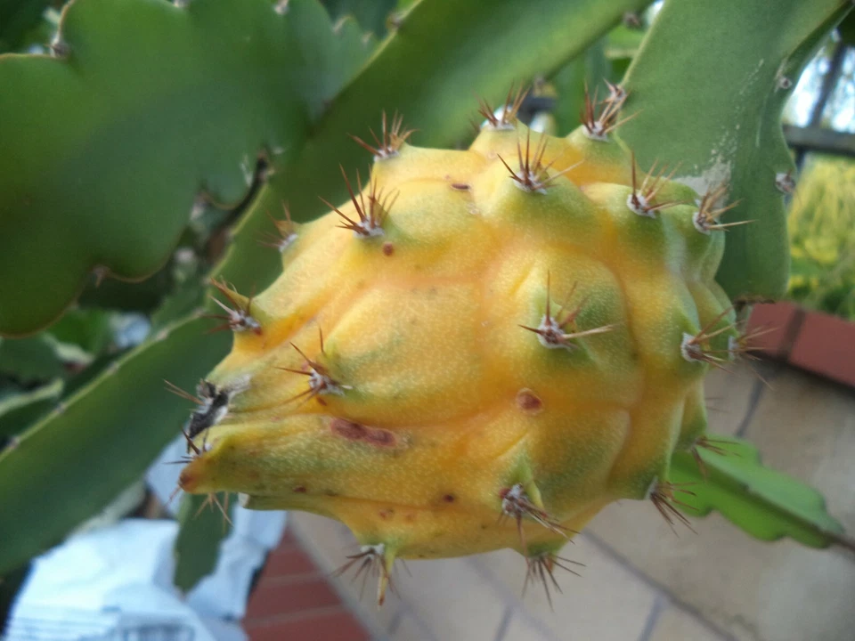 Yellow Dragon Fruit Plant Palora | Rooted Live Hylocereus megalanthus Starter | 8–10 Inches Tall | Tropical Fruit Cactus