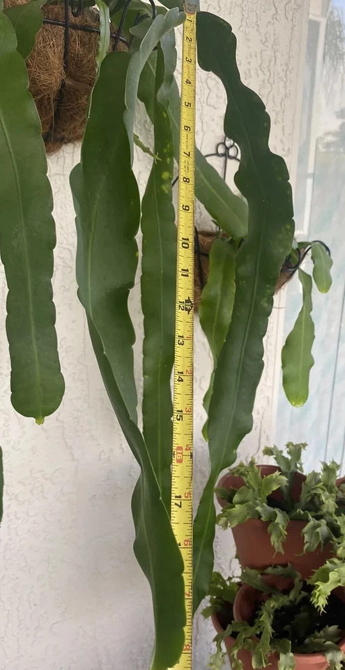 Epiphyllum Orchid Cactus Cuttings 2pcs | 10”+ Unrooted Tropical Houseplant Starter