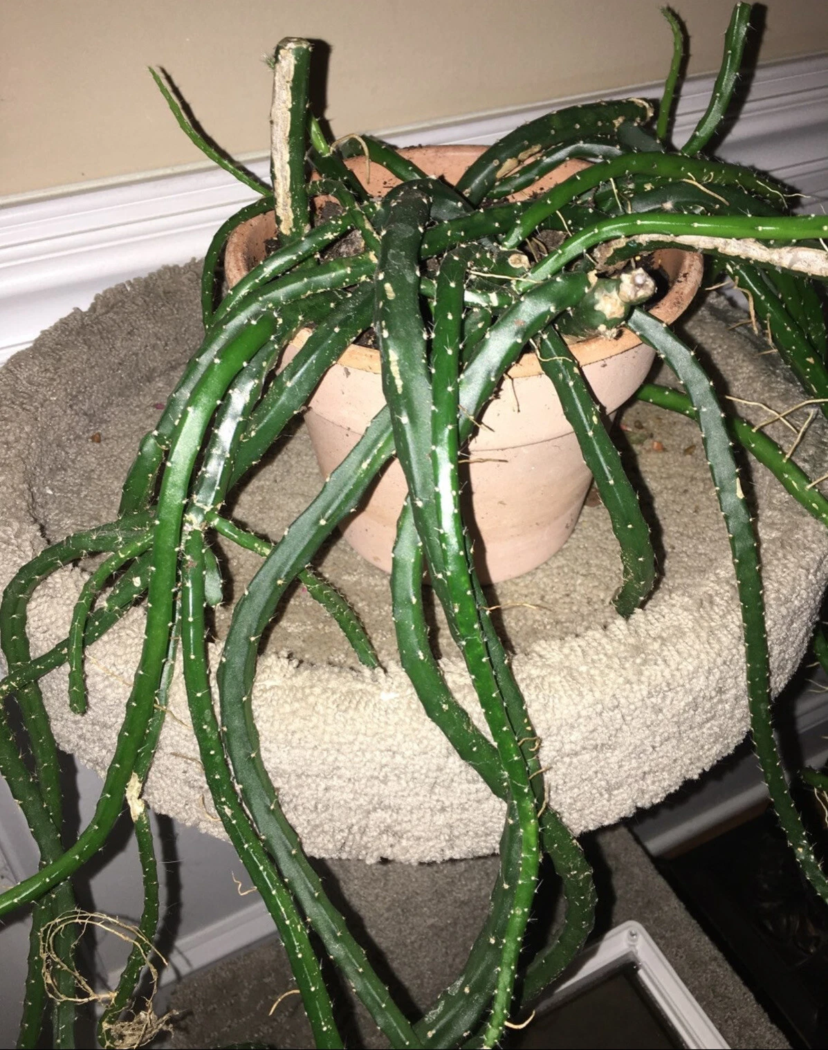 Snake Cactus Cuttings – 10 Fresh Aporocactus Flagelliformis Segments for Trailing Hanging Baskets