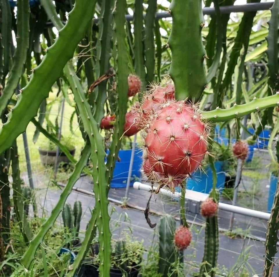 Dragon Fruit Cuttings – 20 Unrooted Hylocereus Spp. Pitaya Climbing Cactus for Propagation