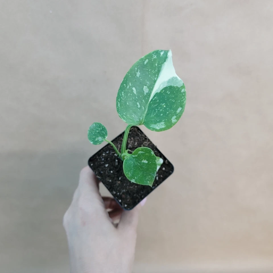 Monstera Thai Constellation Live Plant in 3" Pot, Variegated Indoor Aroid with Cream Speckled Leaves