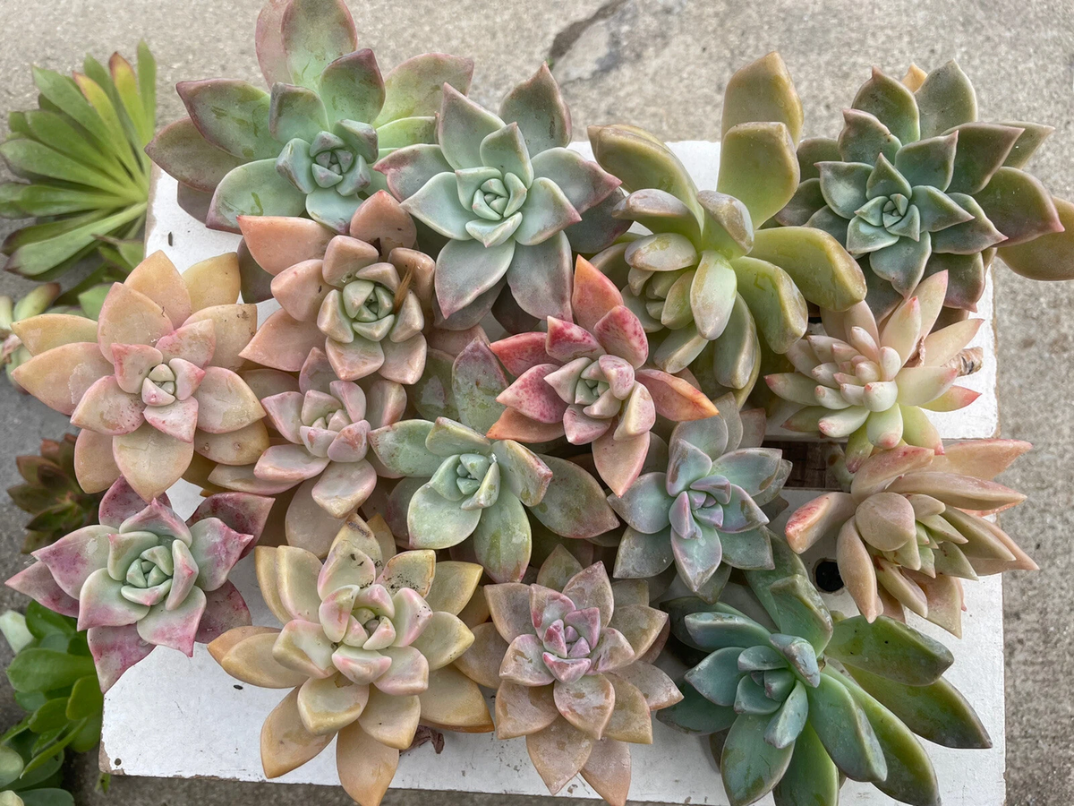 Graptopetalum paraguayense Cuttings 20pcs | Pinky Ghost Plant Live Succulent Cuttings 2–4” | Easy to Grow Succulent