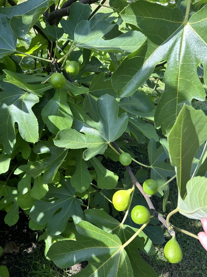 Sicilian White Fig Tree Cuttings – Organic Ficus carica Unrooted Stems for Propagation & Home Orchards