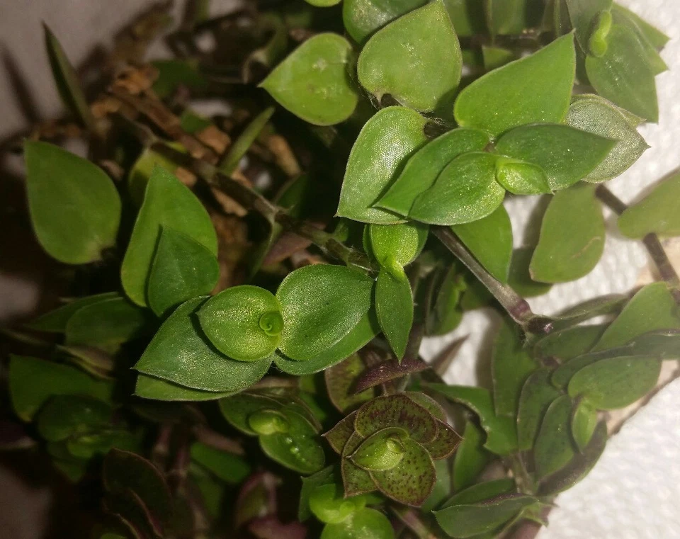 Dwarf Bolivian Wandering Jew Cuttings Callisia repens - 10 Unrooted Tradescantia Minima Cuttings for Planting