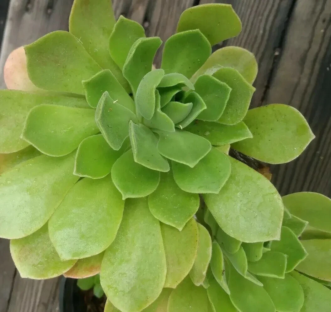 Aeonium arboreum Cuttings 2pcs | Fresh Live Succulent Stems for Easy Rooting & Container Gardens