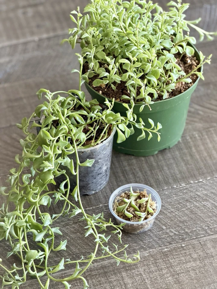 String of Dolphins Succulent Cuttings – Senecio Peregrinus Live Propagation Cup for Indoor Growing